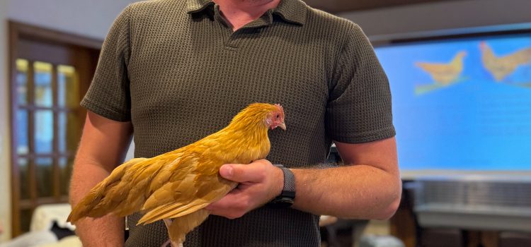 Tim mit seinem Zwerg-Sachsenhuhn
